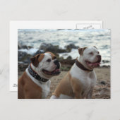 アメリカのブルドッグ ポストカード (正面/裏面)