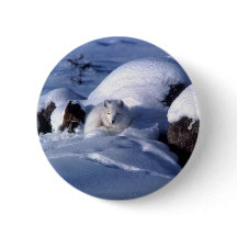 アメリカのホッキョクギツネ