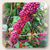 アメリカのボクタワーガーデンズフロリダ コースター (正面)