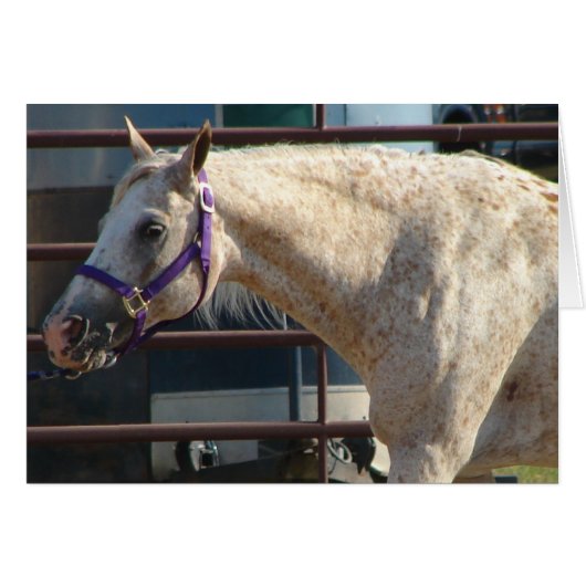 アメリカのポニー (正面横)