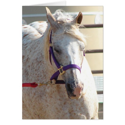 アメリカのポニー・オンルージュ・ライン (正面)