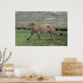 アメリカのライオン(パンテラのアトロックス)のポスター ポスター (キッチン)