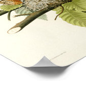 アメリカのロビン・ジョン・ジェームス・アウドゥボン・バード ポスター (角)