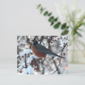 アメリカのロビン ポストカード (スタンド正面)