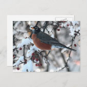 アメリカのロビン ポストカード (正面/裏面)