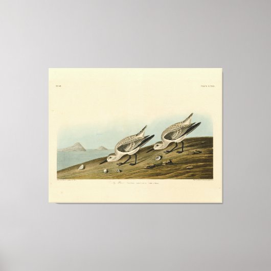 アメリカのロンドゥボンバード キャンバスプリント (正面)