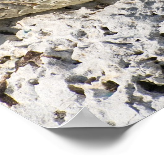 アメリカのワニ ポスター (角)