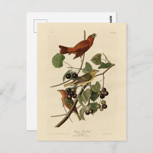 アメリカの夏の赤い鳥(タネージャ)オードゥボンの鳥 ポストカード (正面/裏面)