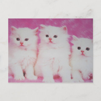 アメリカの次のトゥップモデル ポストカード