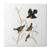 アメリカの沼地のクロドリのジョンAudubonの鳥 タイル (正面)