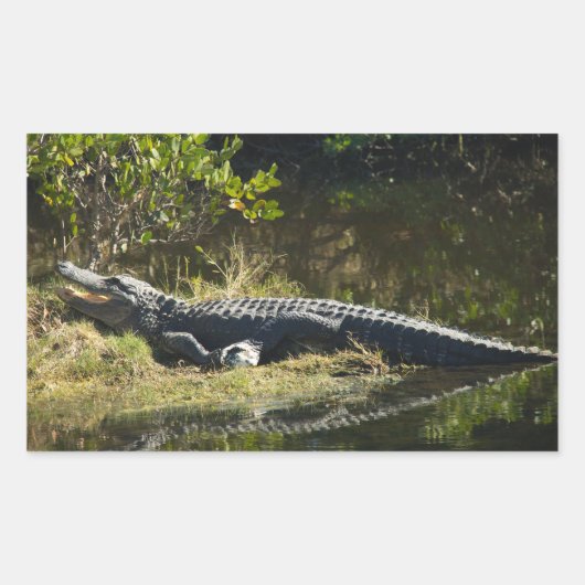 アメリカの湿地帯に佇むアメリカワニ 長方形シール (正面)