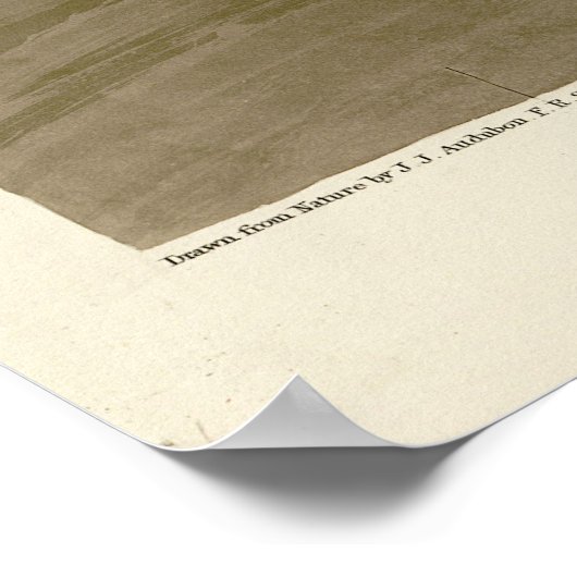 アメリカの白いペリカン、オードボンの鳥たち ポスター (角)