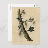 アメリカの白い胸のナツハッチ・アウドゥボンの鳥 ポストカード (正面/裏面)