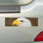 アメリカの白頭鷲のHaliaeetus Leucocephalus バンパーステッカー (車上)