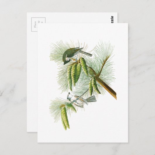 アメリカの紋付きタイトマウスジョンジェームズ・オードボンバード ポストカード (正面/裏面)