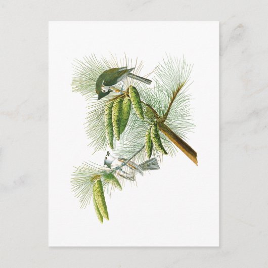 アメリカの紋付きタイトマウスジョンジェームズ・オードボンバード ポストカード (正面)