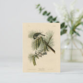 アメリカの紋章付き(房付き)ティトマウス・オードゥボン鳥 ポストカード (スタンド正面)