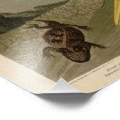 アメリカの素晴らしオードボンバード、ホワイトヘロン、エグレト フォトプリント (角)