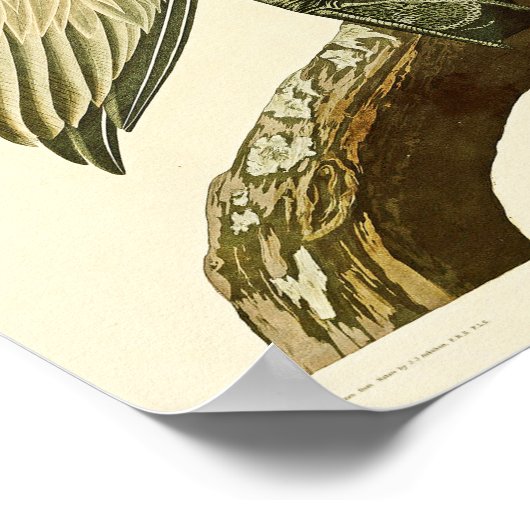 アメリカの茶色のペリカンジョンジェームス・オードボンバード ポスター (角)