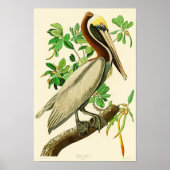 アメリカの茶色のペリカンジョンジェームス・オードボンバード ポスター (正面)