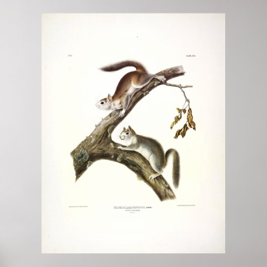 アメリカの赤リス、ダウン・リス、Audubon ポスター (正面)