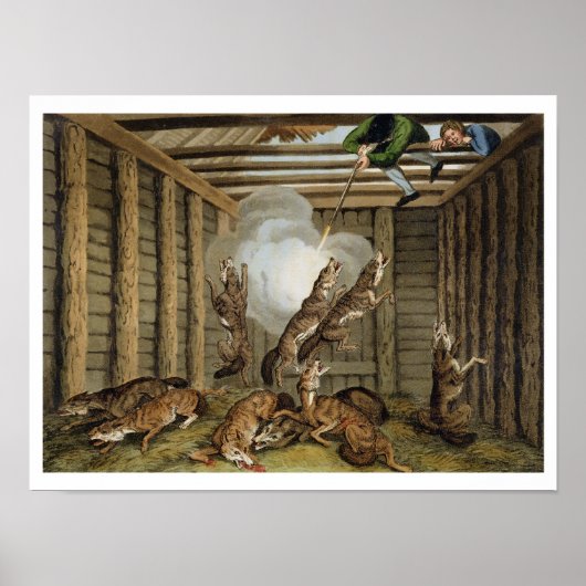 アメリカの逸話：射撃、 発砲・ザ・オオカミ、刻まれたb ポスター (正面)