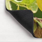 アメリカの金ゴールドのフィンチ マウスパッド (コーナー)