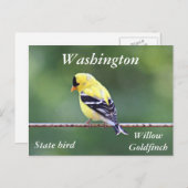 アメリカの金魚の写真 ポストカード (正面/裏面)