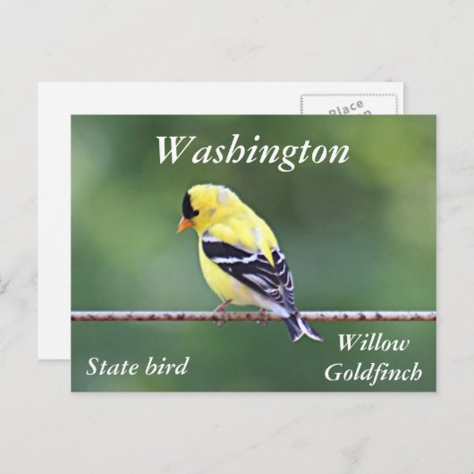 アメリカの金魚の写真 ポストカード (正面/裏面)