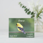 アメリカの金魚の写真 ポストカード (スタンド正面)