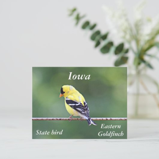 アメリカの金魚の写真 ポストカード (スタンド正面)