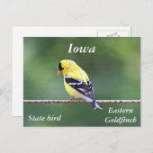 アメリカの金魚の写真 ポストカード (正面/裏面)