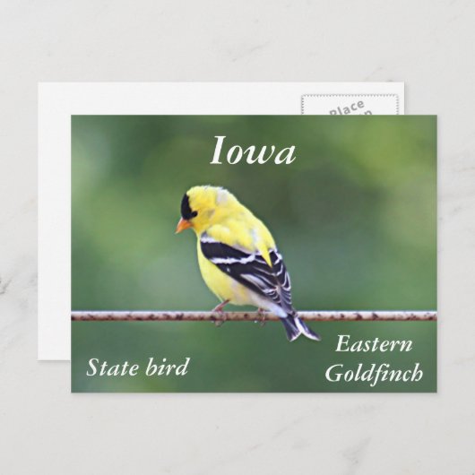 アメリカの金魚の写真 ポストカード (正面/裏面)