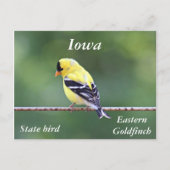 アメリカの金魚の写真 ポストカード (正面)