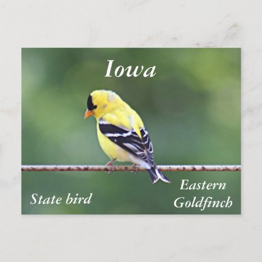 アメリカの金魚の写真 ポストカード (正面)