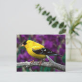 アメリカの金魚（スピヌス・トリスティス） ポストカード (スタンド正面)