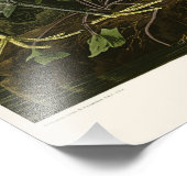 アメリカの雪ヘロン白エグレトオードボンバード フォトプリント            (角)