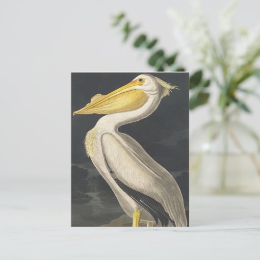 アメリカの鳥からアメリカの白いペリカン ポストカード (スタンド正面)