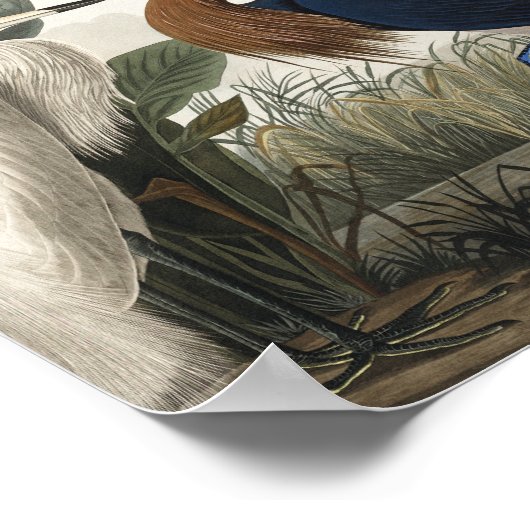 アメリカの鳥たちから来た紫のヘロン ポスター (角)