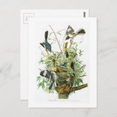 アメリカの鳥のジョン・ジェームズ・オーデュボンの欺く鳥 ポストカード (正面/裏面)