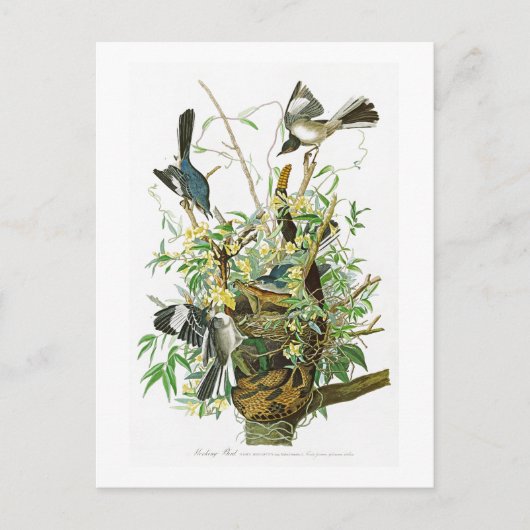 アメリカの鳥のジョン・ジェームズ・オーデュボンの欺く鳥 ポストカード (正面)