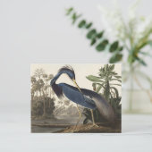 アメリカの鳥のルイジアナ・ヘロン ポストカード (スタンド正面)