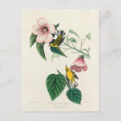 アメリカの鳥の翼を持つ黄色い鶯 ポストカード (正面)