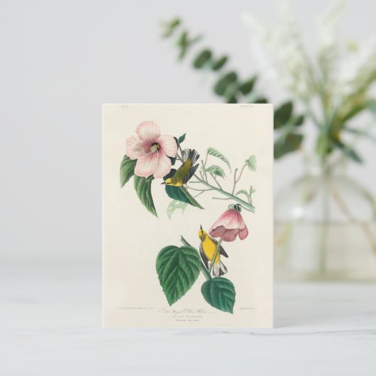 アメリカの鳥の翼を持つ黄色い鶯 ポストカード (スタンド正面)