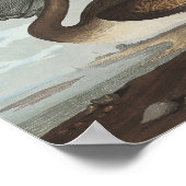 アメリカの鳥の茶色のペリカン ポスター (角)