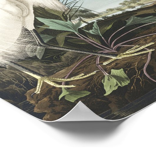 アメリカの鳥の雪のヘロンまたは白いエグレ ポスター (角)