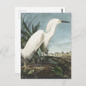 アメリカの鳥の雪のヘロンまたは白いエグレ ポストカード (正面/裏面)