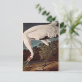 アメリカの鳥シリーズよりホオヅル, ポストカード (スタンド正面)