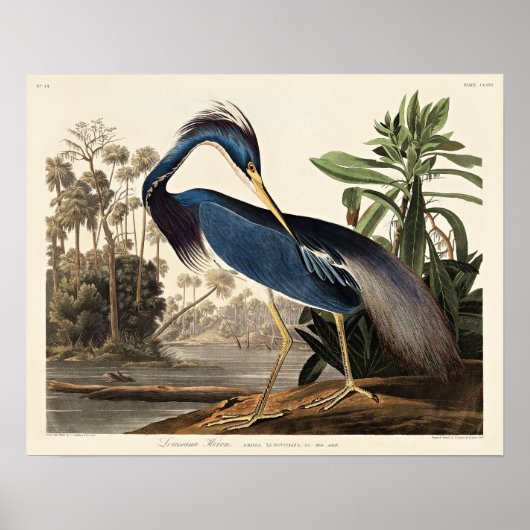 アメリカの鳥類に掲載のルイジアナサギ ポスター (正面)
