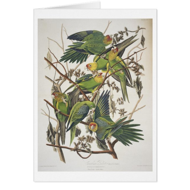 「アメリカの鳥」からのカロライナインコ、1829年 (正面)